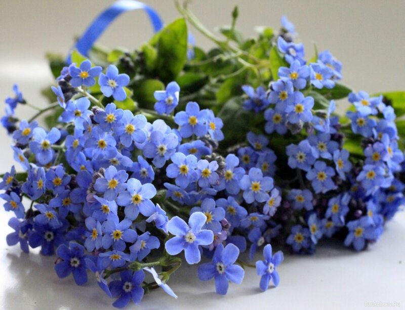 Bunch of Blue Forget-me-nots — Calm