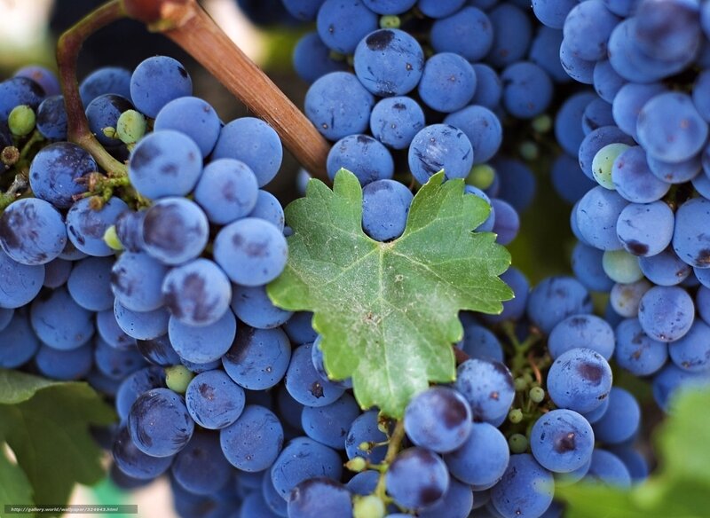 Bunch of Blue Grapes