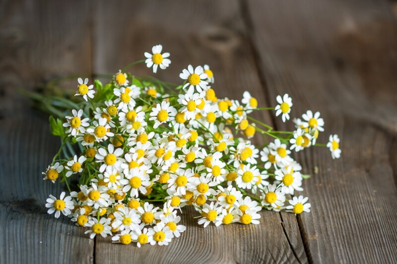 Bunch of Chamomile Flowers
