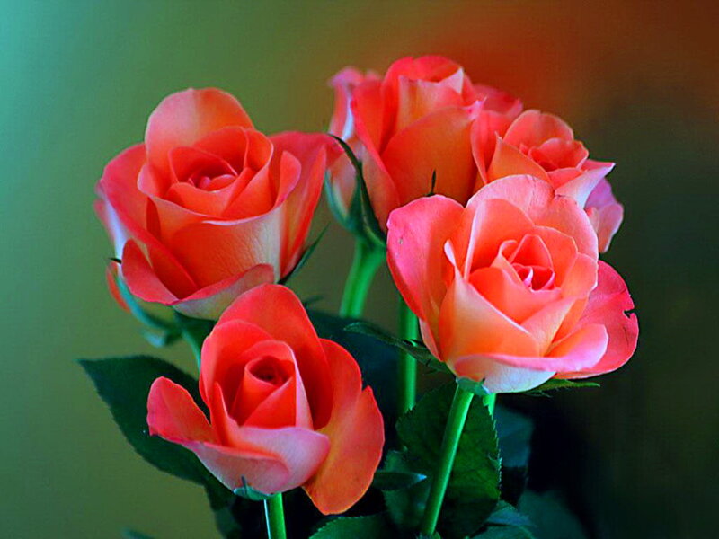 Bunch of Coral Roses — Calm, Photograph