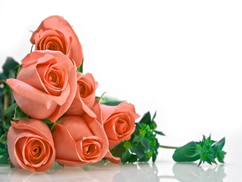 Bunch of Coral Roses — Calm