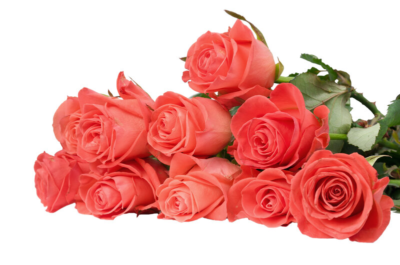 Bunch of Coral Roses