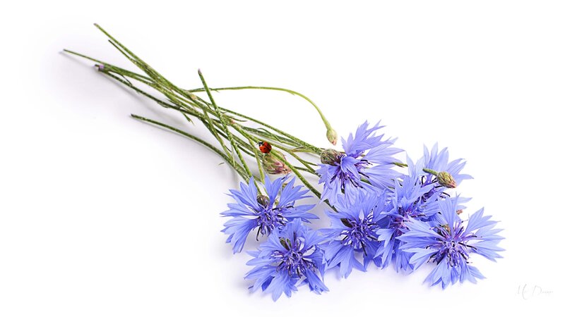 Bunch of Cornflowers