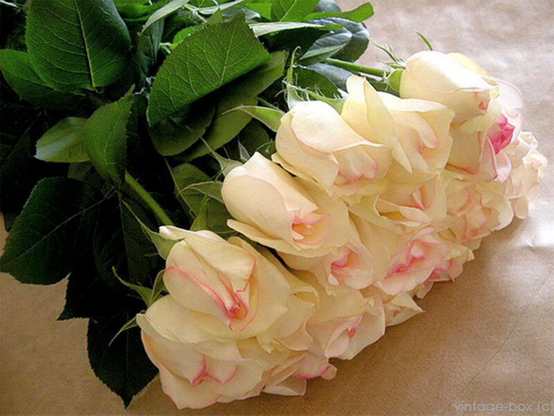 Bunch of Cream Roses — Calm