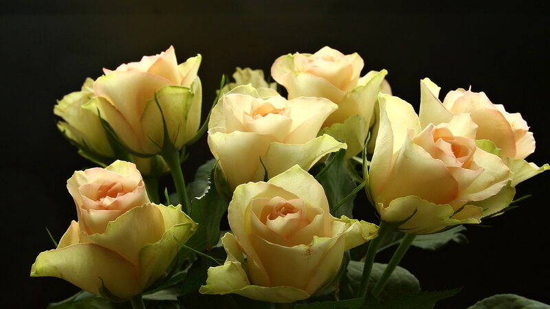 Bunch of Cream Roses — Dramatic