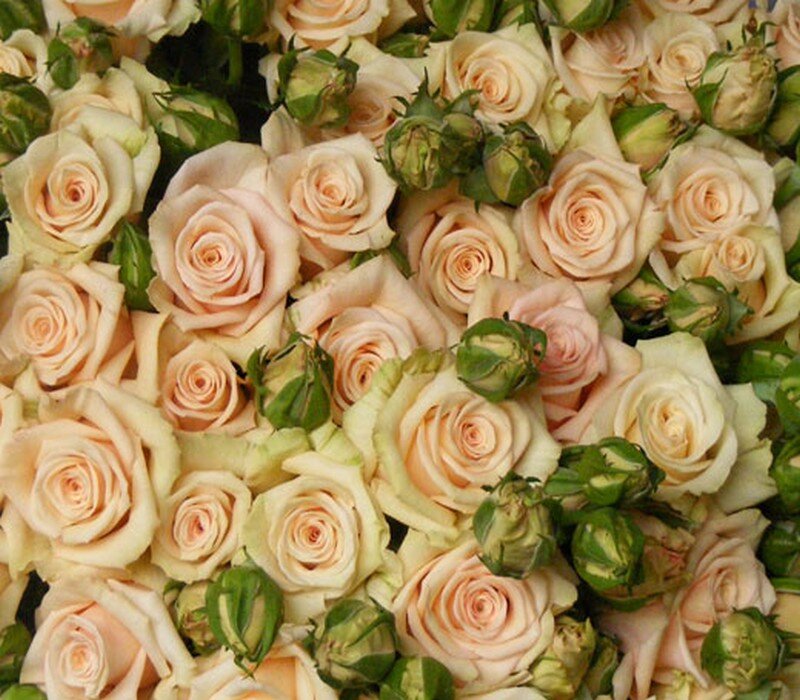 Bunch of Cream Roses