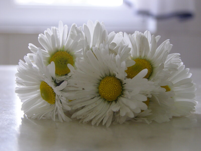 Bunch of Daisies