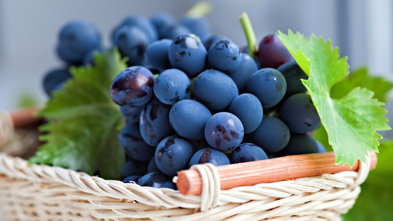 Bunch of Dark Grapes — Blue, Fresh