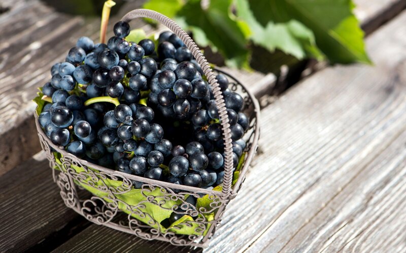 Bunch of Dark Grapes — Blue