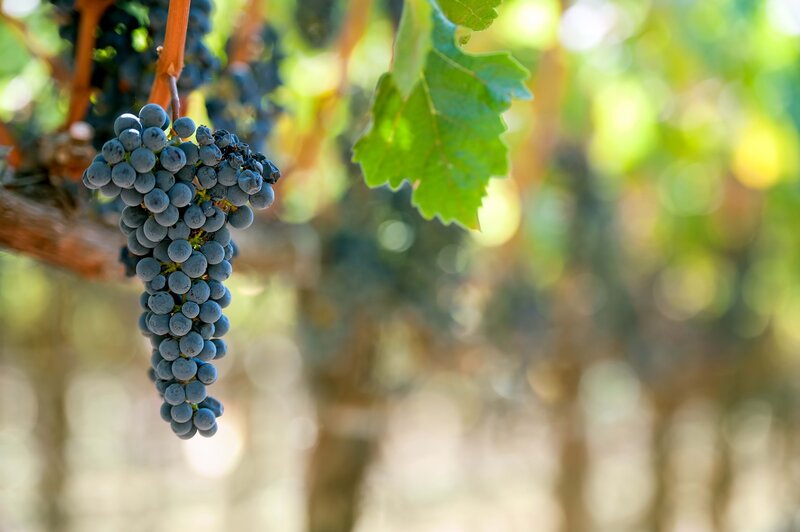 Bunch of Dark Grapes — Green, Serene