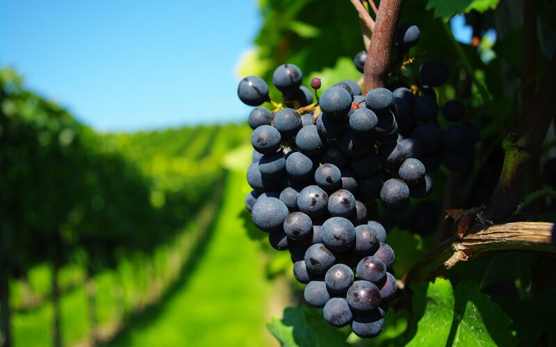 Bunch of Dark Grapes