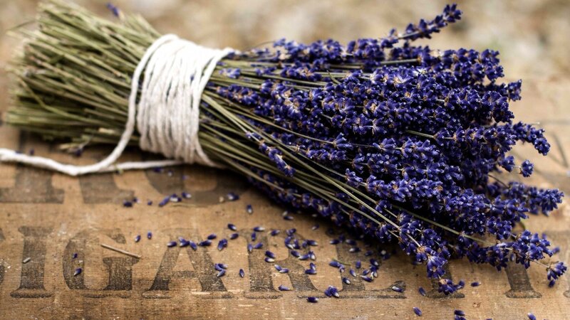 Bunch of Dried Lavender — Purple, Calm