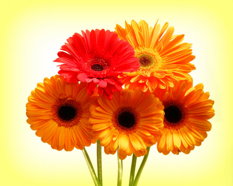 Bunch of Gerbera Daisies