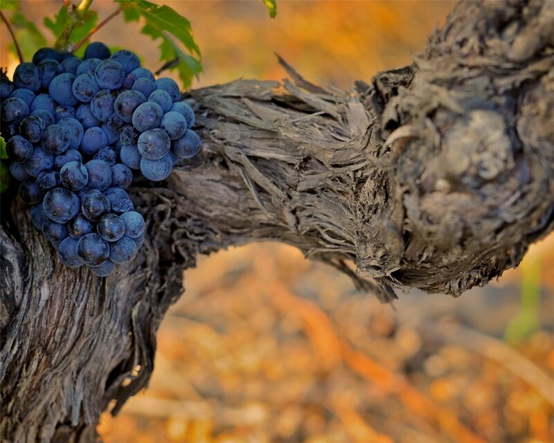 Bunch of Grapes on Vine — Blue