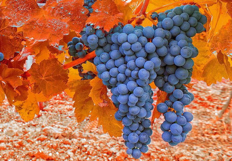 Bunch of Grapes on Vine — Blue, Vibrant