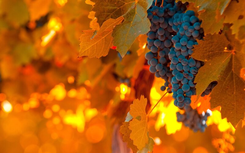 Bunch of Grapes on Vine — Blue, Warm