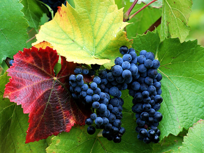 Bunch of Grapes on Vine — Green, Natural