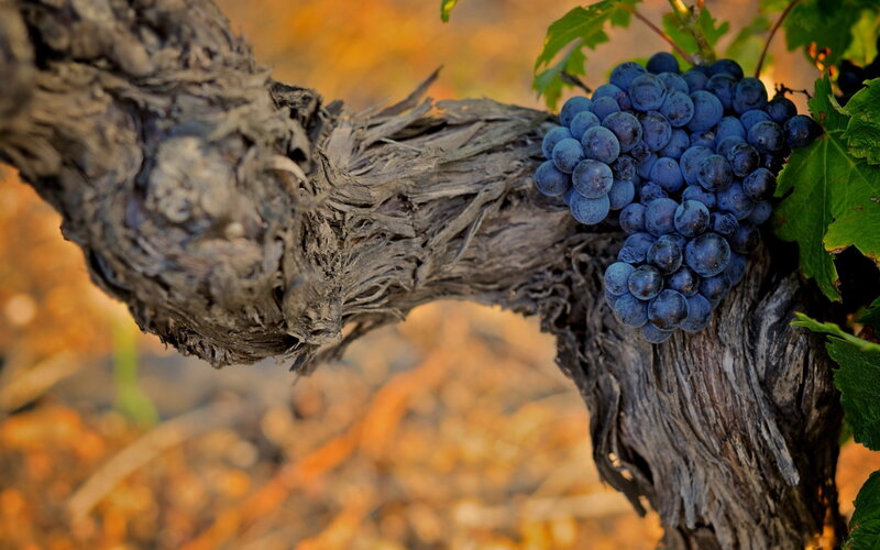 Bunch of Grapes on Vine