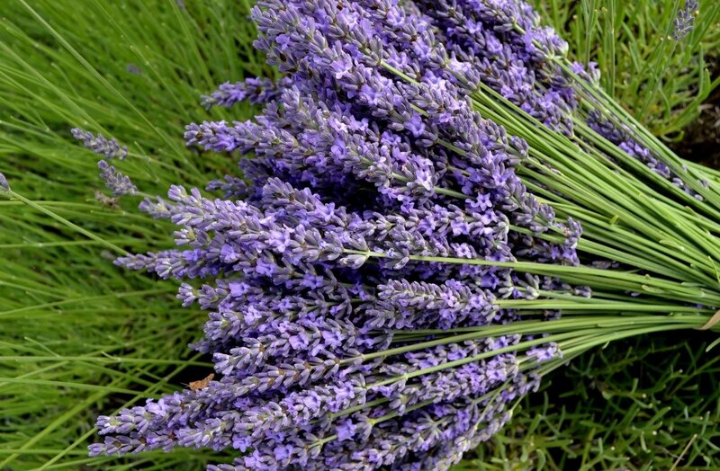 bunch of lavender flowers