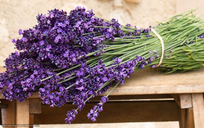 bunch of lavender flowers