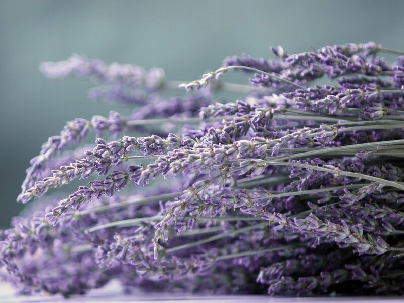 bunch of lavender flowers