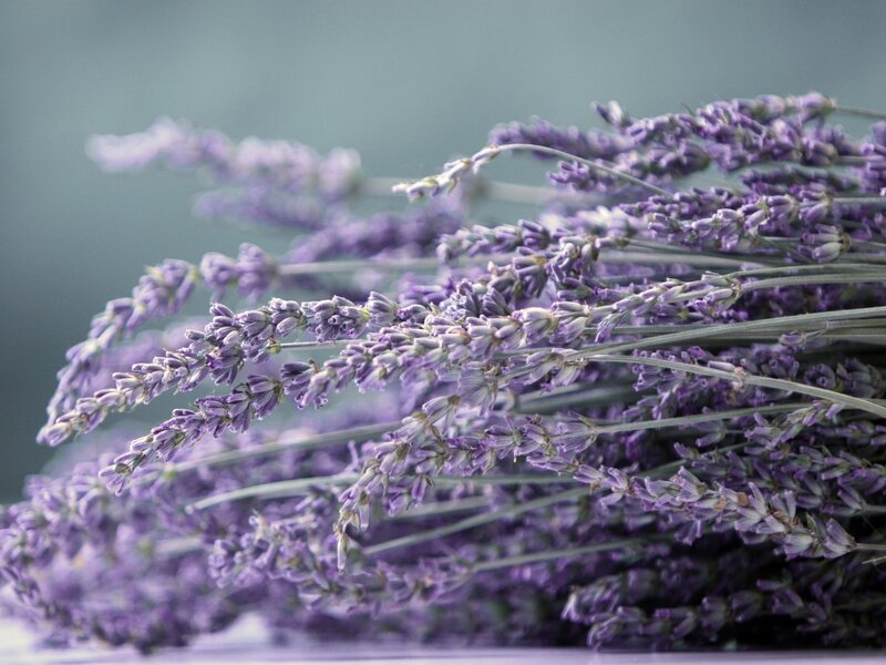 bunch of lavender flowers