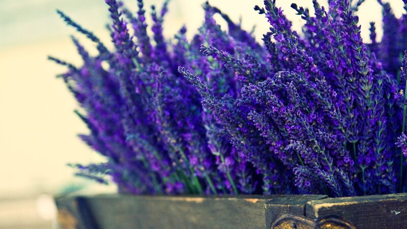 bunch of lavender flowers