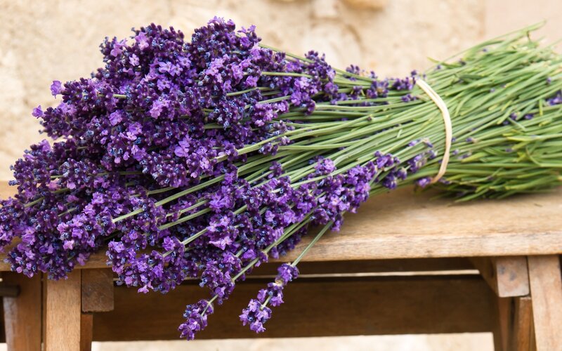 bunch of lavender flowers