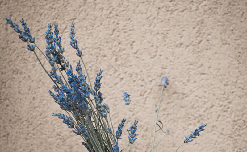 Bunch of Lavender Flowers — Blue
