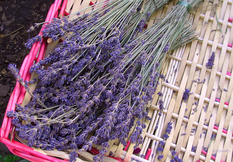 Bunch of Lavender Flowers — Purple, Calm, Afternoon, Photograph, Basket