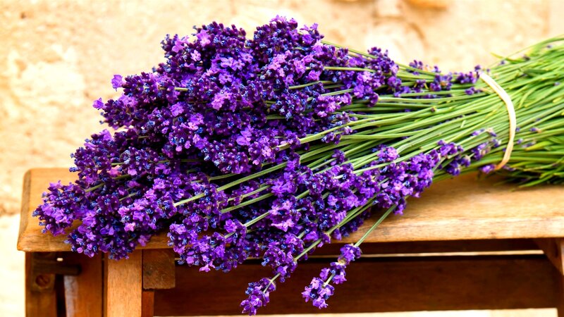 Bunch of Lavender Flowers — Purple, Calm, Afternoon, Photograph