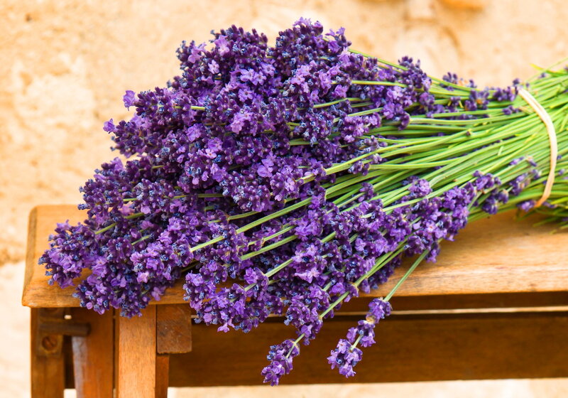 Bunch of Lavender Flowers — Purple, Calm, Afternoon