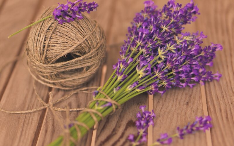 Bunch of Lavender Flowers — Purple, Calm, Photograph