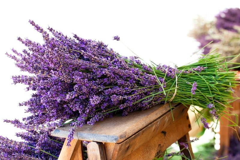 Bunch of Lavender Flowers — Purple, Calm, Summer