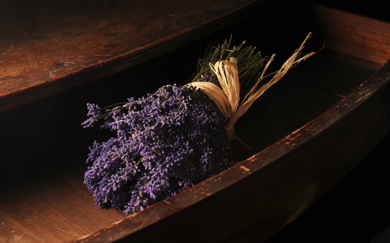 Bunch of Lavender Flowers — Purple