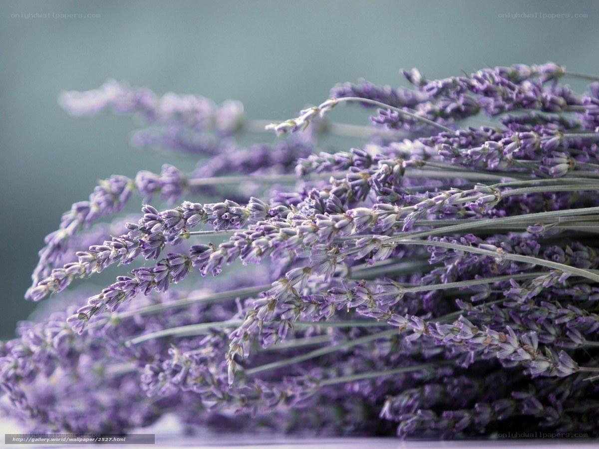 Bunch of lavender flowers