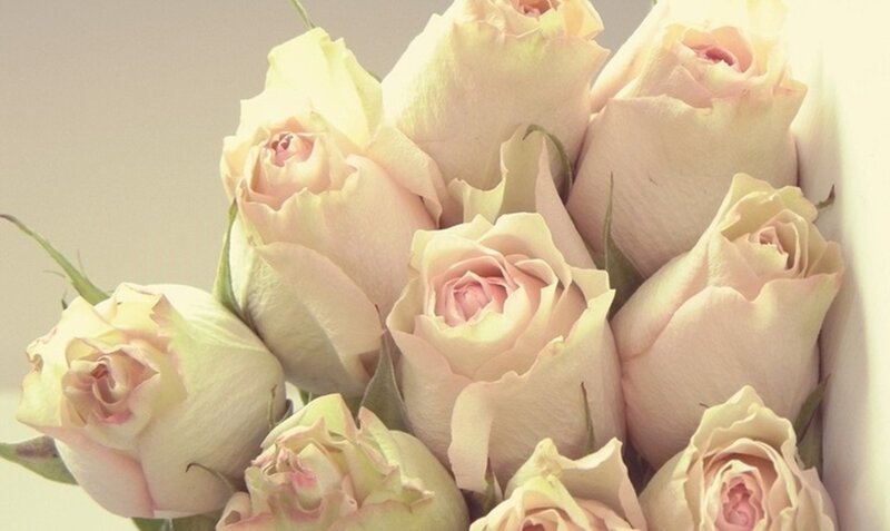 Bunch of Light Pink Roses — Calm