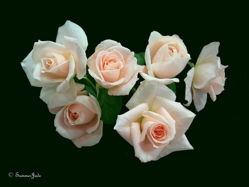 Bunch of Light Pink Roses