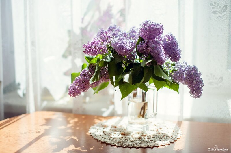Bunch of Lilac Flowers — Purple, Serene, Morning