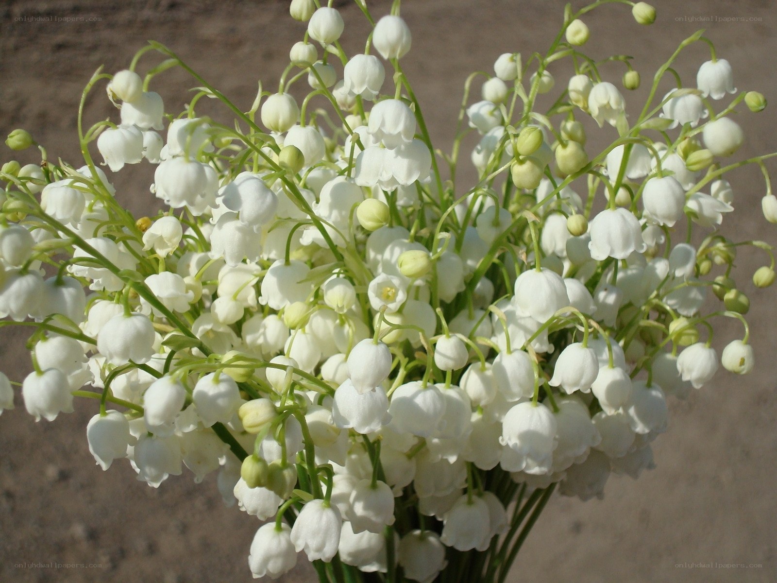 bunch of lily of the valley