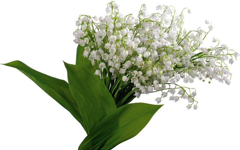 bunch of lily of the valley