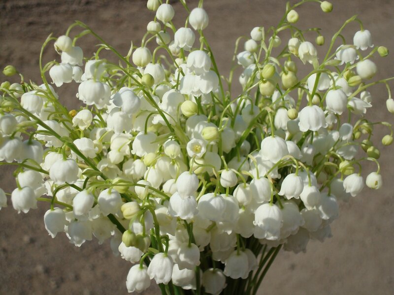 Bunch of Lily-of-the-valley — White, Calm