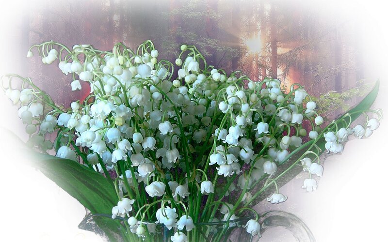 Bunch of Lily-of-the-valley — White