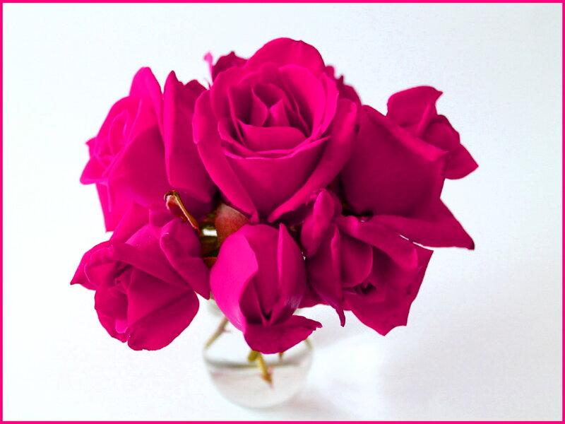 Bunch of Magenta Roses