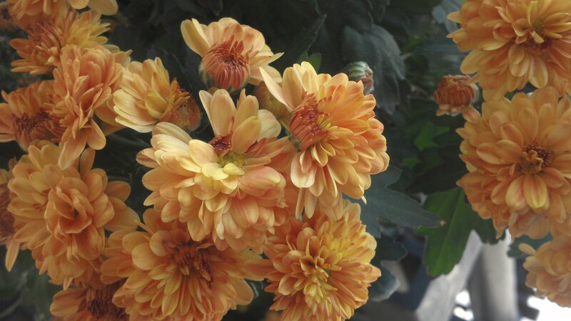 Bunch of Orange Chrysanthemums