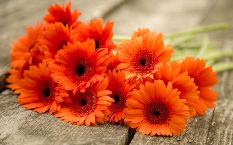 Bunch of Orange Gerbera Daisies