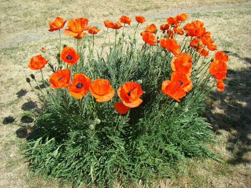 Bunch of Orange Poppies