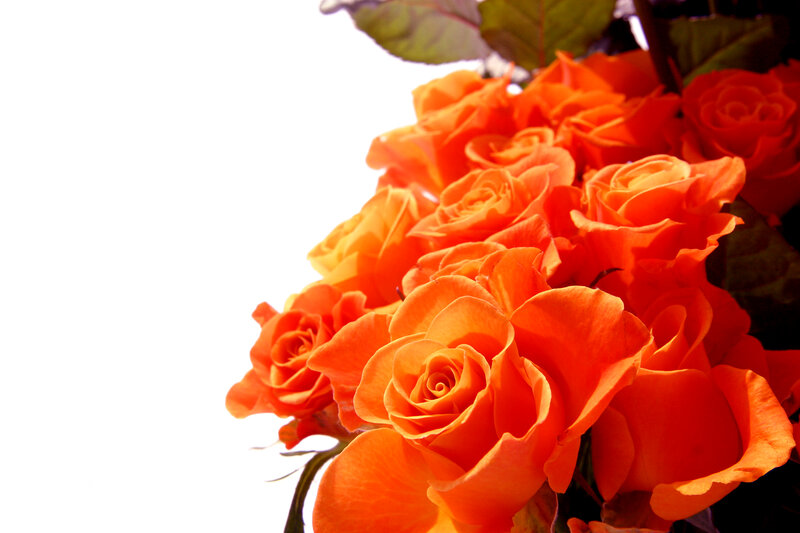 Bunch of Orange Roses — Bright