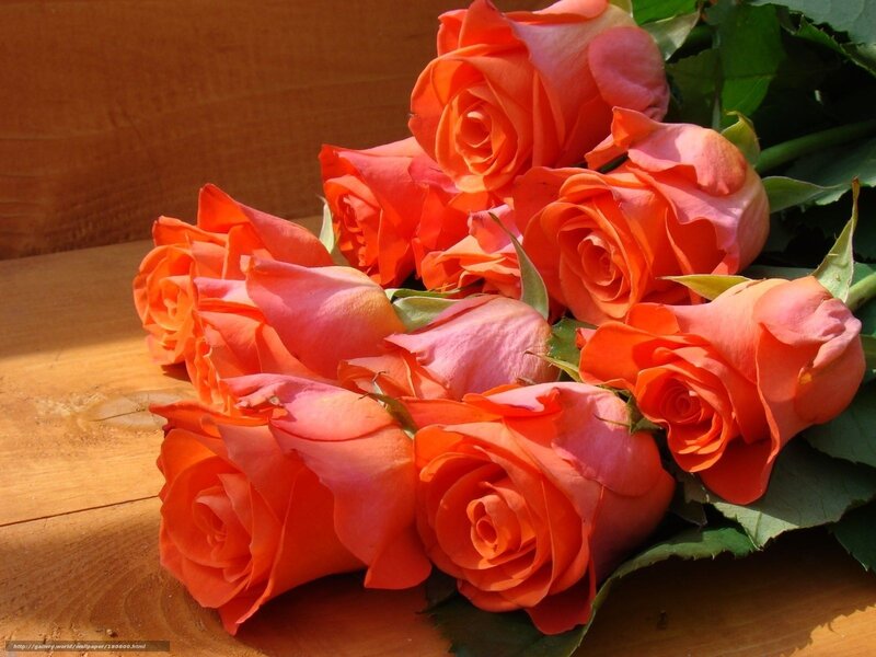 Bunch of Orange Roses — Calm, Afternoon, Photograph