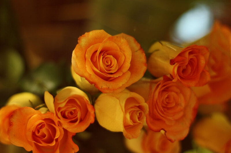 Bunch of Orange Roses — Calm, Photograph, Flowers, Green Leaves